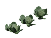 Cabbage Crop.jpg